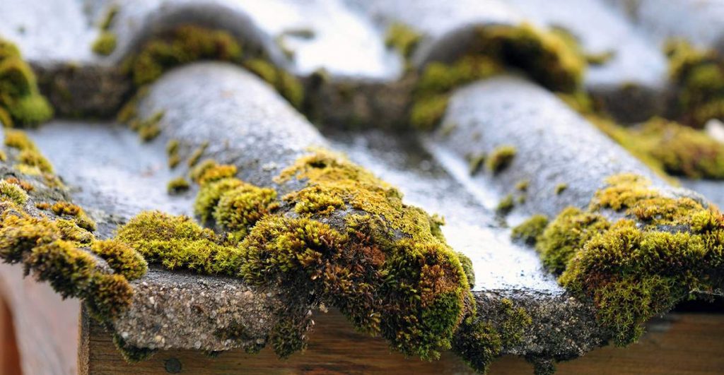 démoussage 78 couvreur 78 couverture sami | entretien toiture